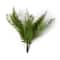 Boston Fern Bush by Ashland®